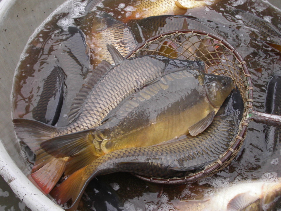 Fishing Harvest